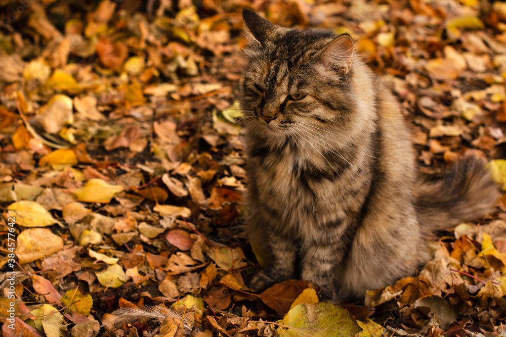 Fototapeta premium Cat with an angry, sad face sits on the background of autumn leaves. Copy space