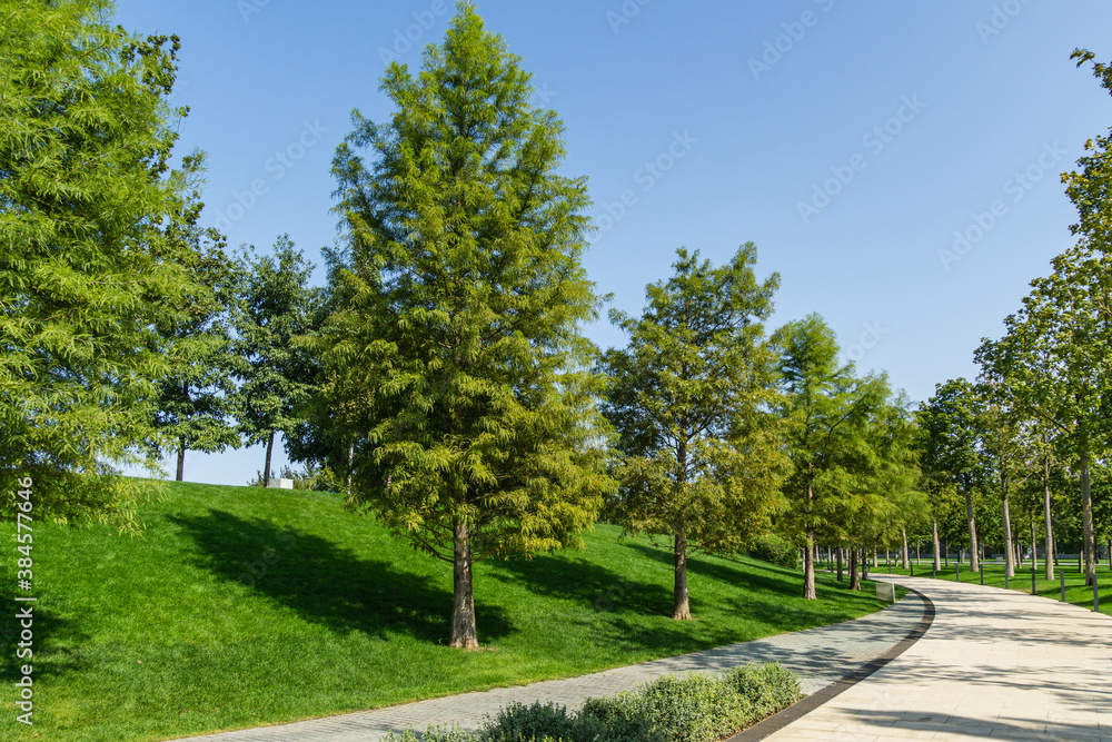 Bald Cypress Taxodium Distichum (swamp, white-cypress, gulf or tidewater red cypress) green tree in public landscape city Park Krasnodar or 'Galitsky park' in sunny autumn September 2020