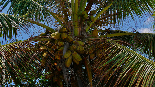 Closeup view of the top of a tropical coconut tree  cocos nucifera  with a lot of coconut fruits and palm leaves on Mahe island  Seychelles.