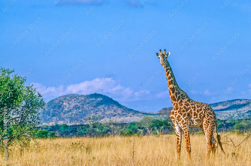 Fototapeta premium Reticulated giraffe in Kenya Africa