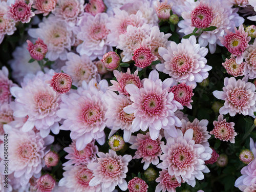 Chrysanthème d'automne ou chrysanthème des fleuristes à grosses fleurs roses d'ornement pour massifs (Chrysanthemum hortorum) photo