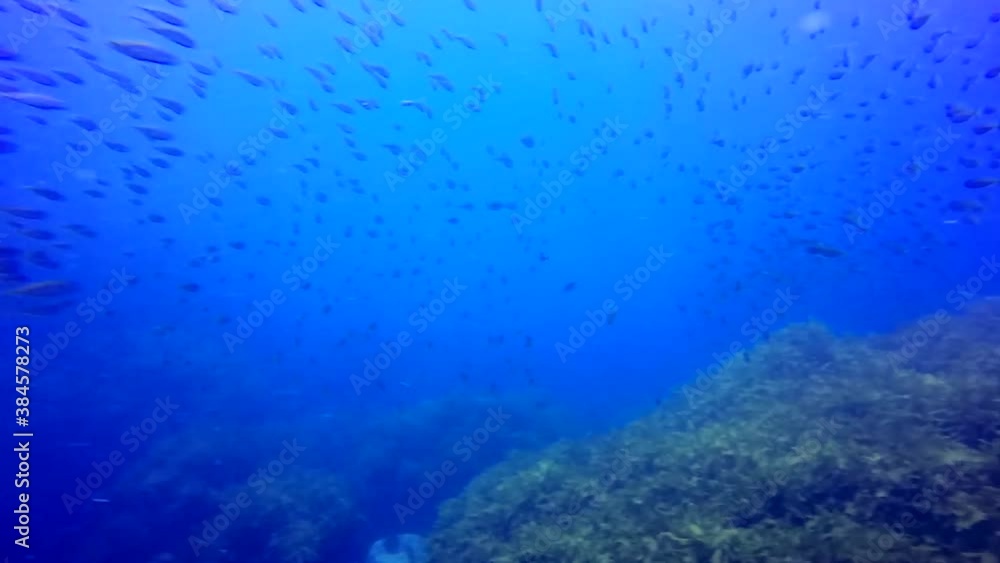 Large school of fish curiously swimming close to camera Large school of fish curiously swimming close to camera