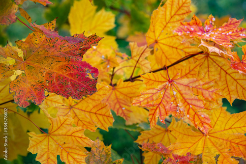 Wet colorful maple tree leaves in the city park in Autumn bright colors  details  closeup.