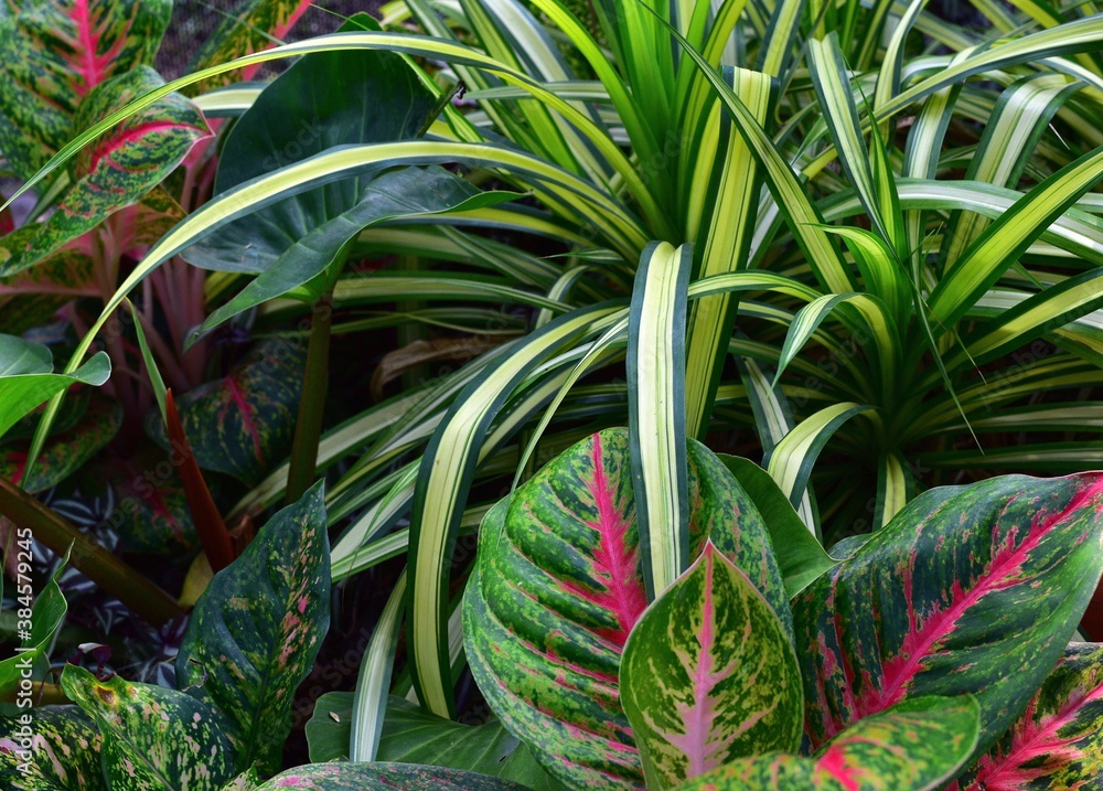 Obraz premium Colorful green tropical flowers in a Thai garden. Green composition.