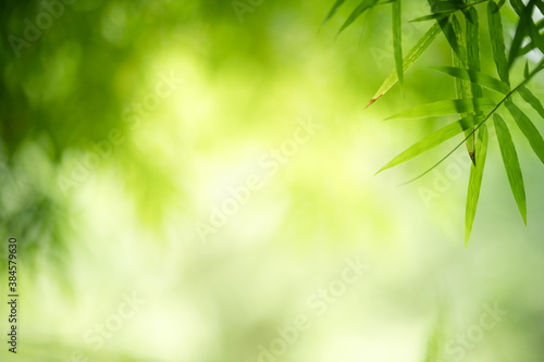 Fototapeta Naklejka Na Ścianę i Meble -  Nature of green leaf in garden at summer. Natural green leaves plants using as spring background cover page greenery environment ecology wallpaper