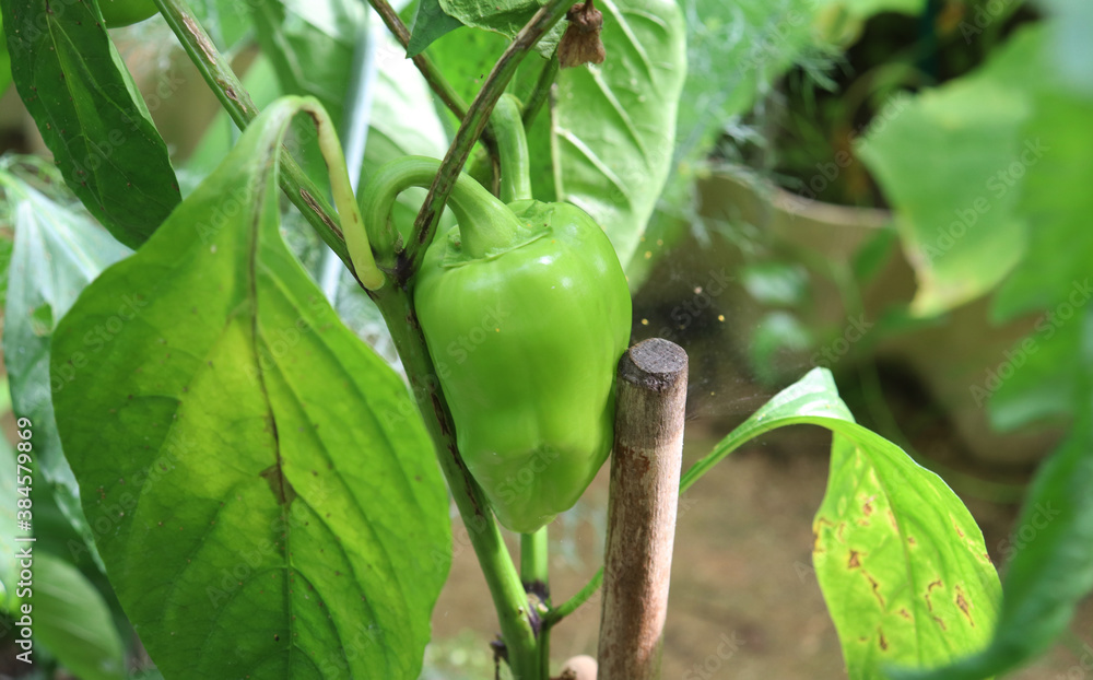 green pepper on a branch in the garden green pepper on a branch in the garden