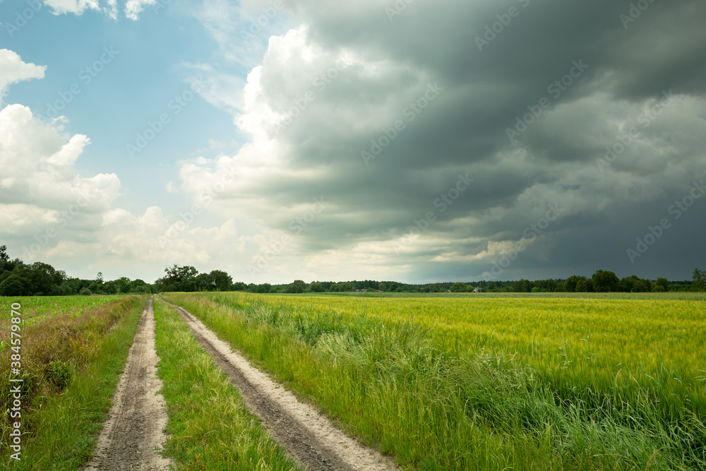 Dark storm clouds and dirt road next to green grain Dark storm clouds and dirt road next to green grain