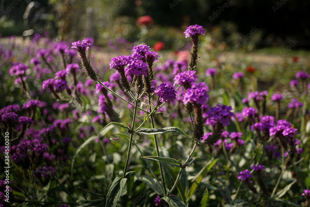 Obraz premium Blumenwiese