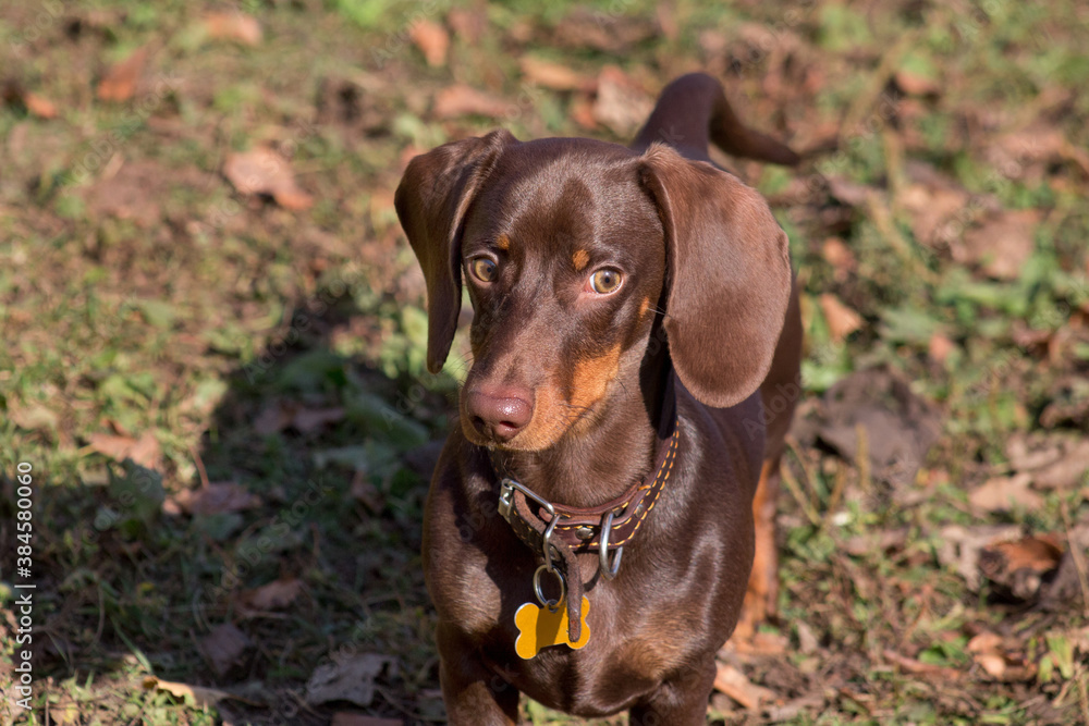 Cute dachshund puppy is standing in the autumn park. Wiener dog or sausage dog. Pet animals. Cute dachshund puppy is standing in the autumn park. Wiener dog or sausage dog. Pet animals.