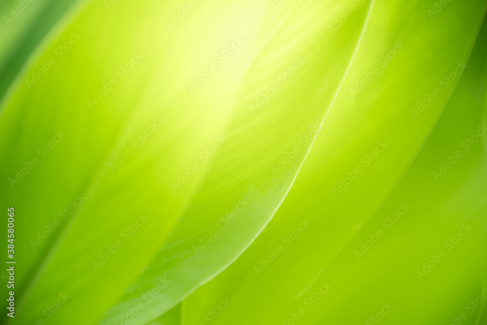 Nature of green leaf in garden at summer. Natural green leaves plants using as spring background cover page greenery environment ecology wallpaper Nature of green leaf in garden at summer. Natural green leaves plants using as spring background cover page greenery environment ecology wallpaper