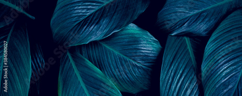 closeup Spathiphyllum cannifolium leaf background. Flat lay, fresh wallpaper banner concept © Nabodin