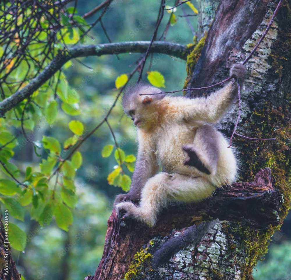 Naklejka premium Rhinopithecus