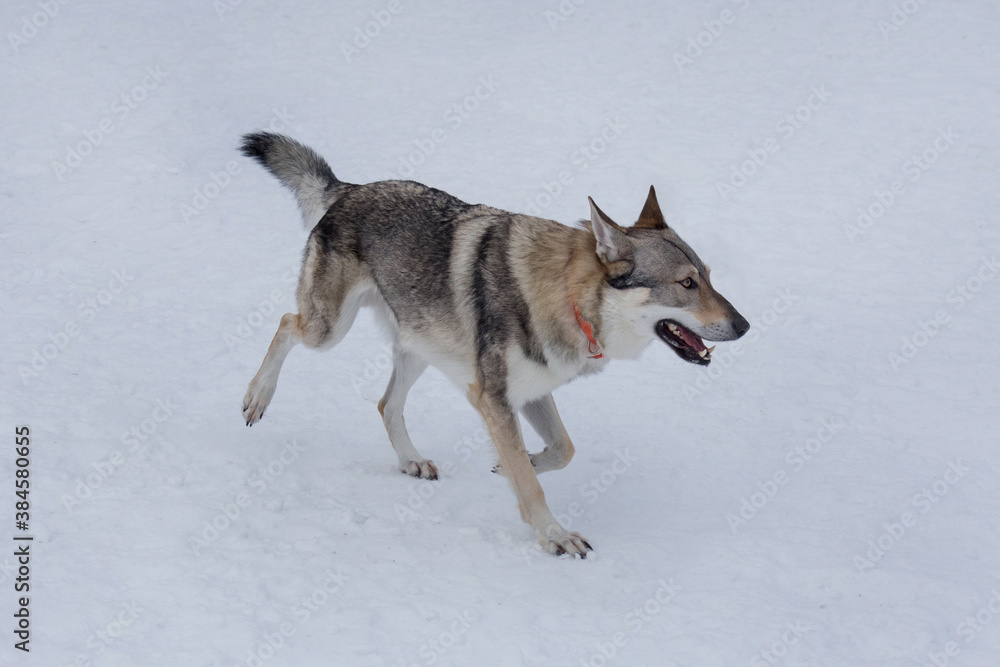 Naklejka premium Cute czechoslovak wolfdog puppy is running on white snow in the winter park. Pet animals.