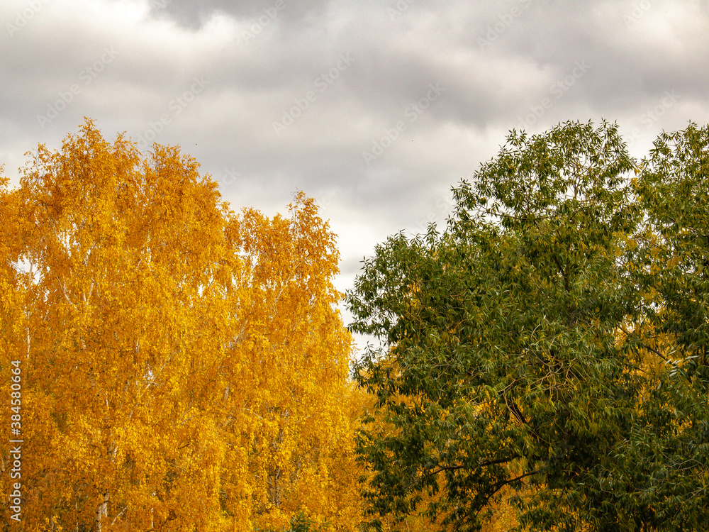 Fototapeta premium Autumn colorful multicolored forest before the evening rain.