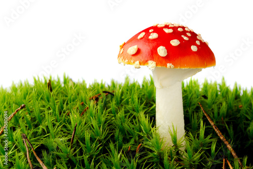 Red fly agaric in green moss, isolated on white background. Mushroom toadstool in moss isolated on white background. Copy space. Amanita muscaria toadstool in moss isolated on white.
