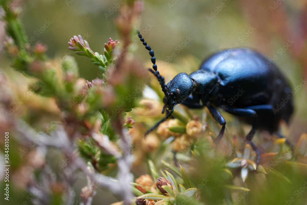 European Oil Beetle Meleo scarabeus Macro in Swiss alps European Oil Beetle Meleo scarabeus Macro in Swiss alps