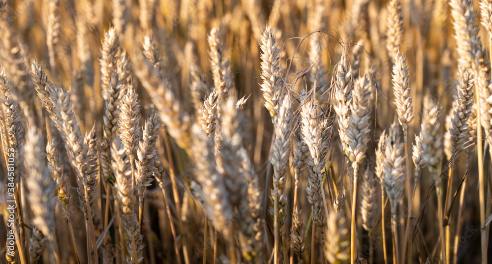 Weath cereal field in Serbia in the summer Weath cereal field in Serbia in the summer