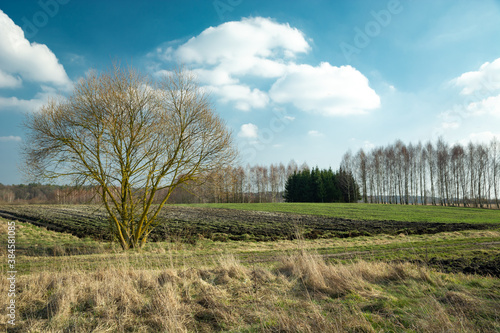 Tree in front of the green field and white clouds on the blue sky