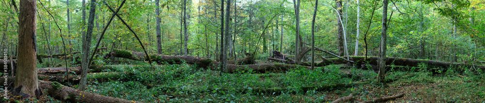 Natural european deciduous autumnal forest panorama
