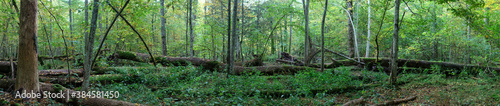 Natural european deciduous autumnal forest panorama