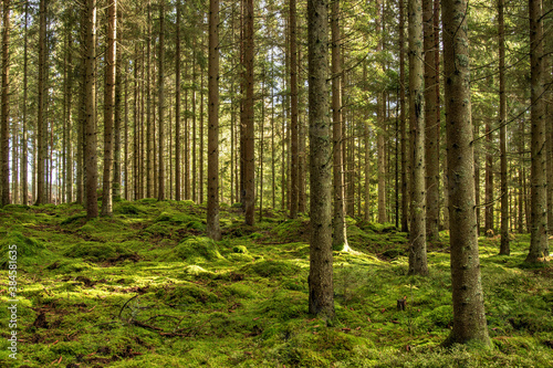 path in the forest