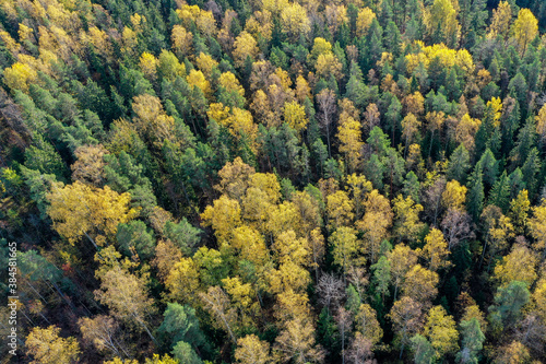 Drone view of autumn colored forest in sunlight in Espoo, Finland