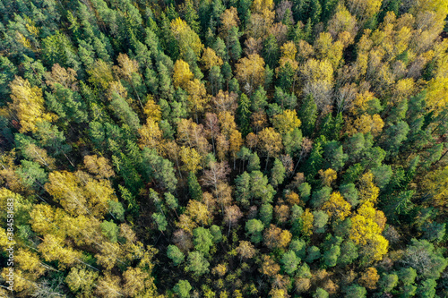 Drone view of autumn colored forest in sunlight in Espoo, Finland