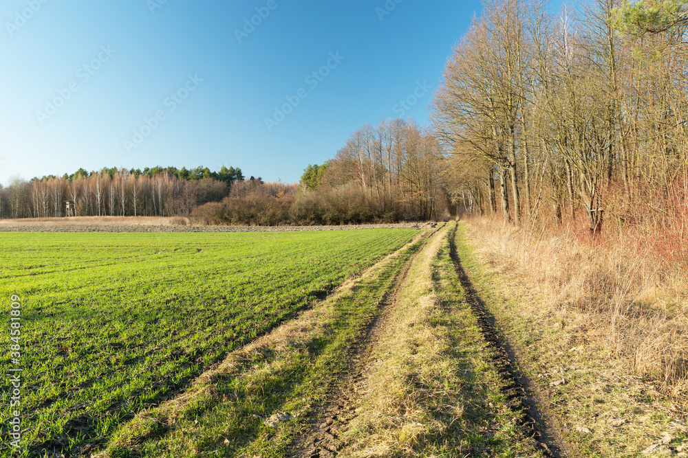 Rural road by the forest, green field and blue sky