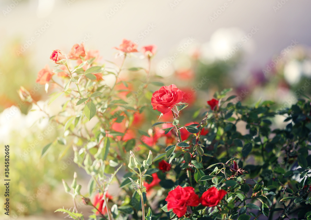 Beautiful photo of a rose in a summer garden Beautiful photo of a rose in a summer garden