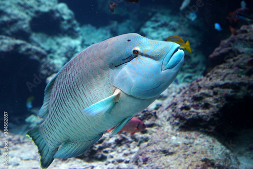 Parrot fish in the ocean in okinawa japan island coral luxury travel adventure tourist tourism sea ocean blue beautiful diving coral reef