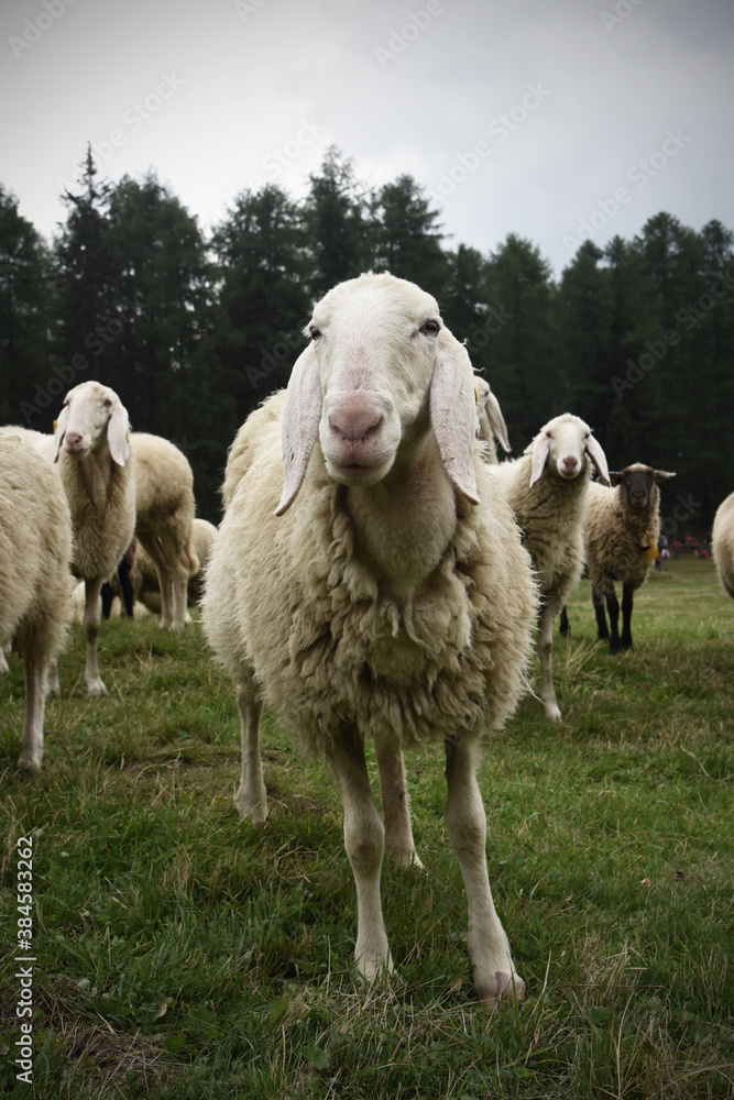 Obraz premium pecore gregge 