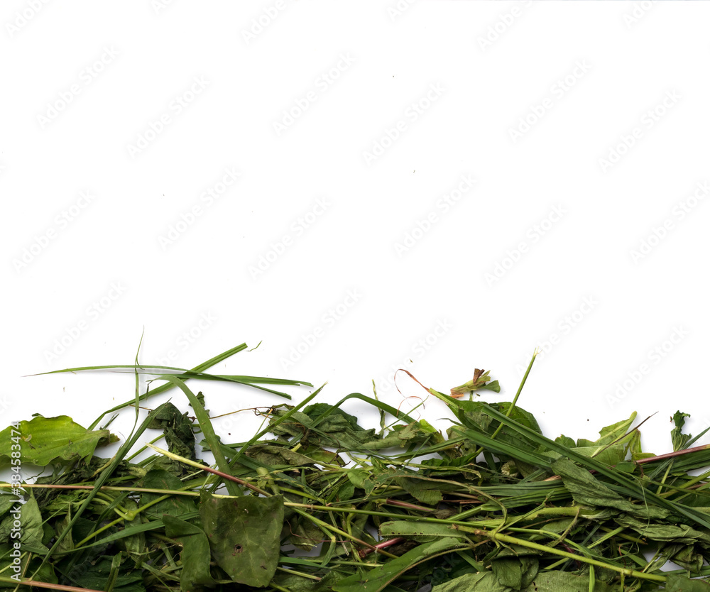 Obraz premium Withered grass isolate on white background