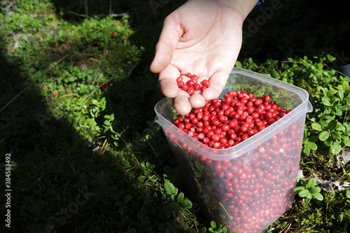 Foto Person picking lingonberries in forest