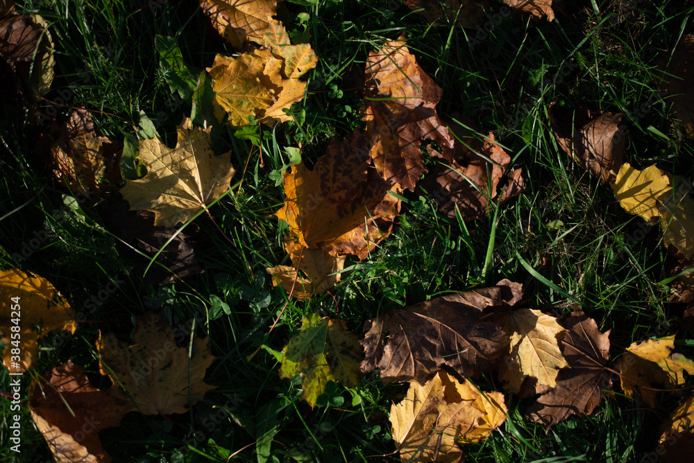 Pattern of yellow autumn leaves on green grass. Pattern of yellow autumn leaves on green grass.