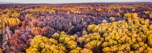Aerial panoramic landscape view over yellow autumn forest with birch trees during sunset, Samara, Russia