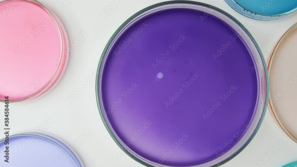 The rotation over the colorful Petri dish. The rotation over the colorful Petri dish.