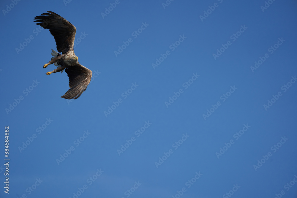 White tailed Eagle Catching eel Raptor Lake Hunting White tailed Eagle Catching eel Raptor Lake Hunting