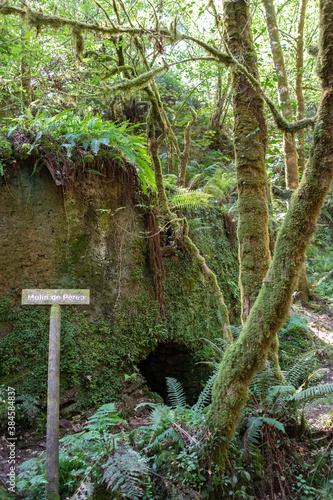 Old water mill in the middle of the forest covered by green vegetation and ferns. Vertical picture, no people. Profundu river, Asturias, North of Spain photo