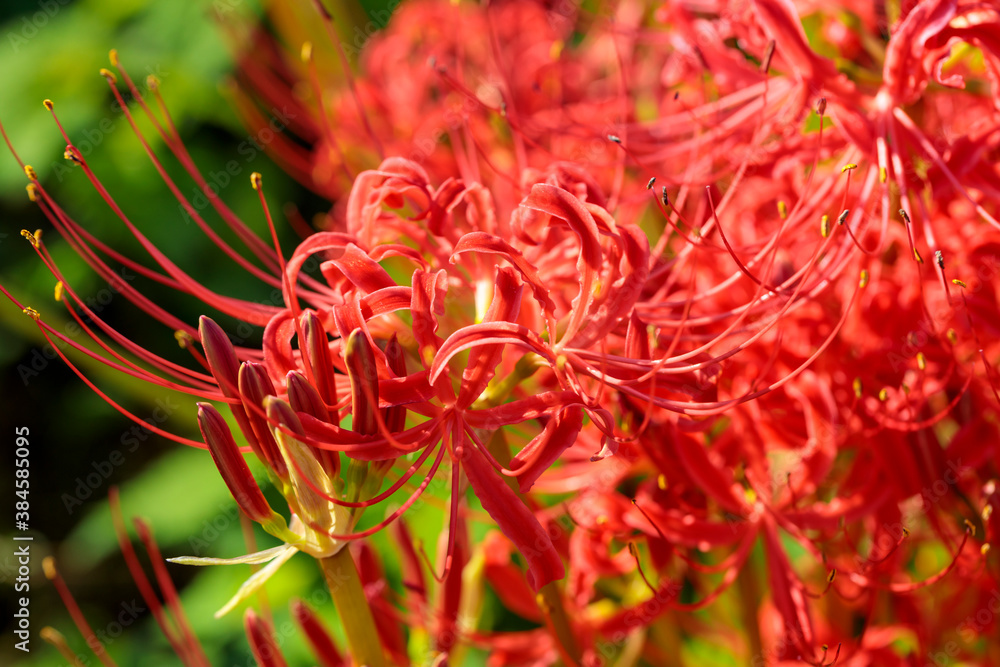 彼岸花（曼珠沙華）