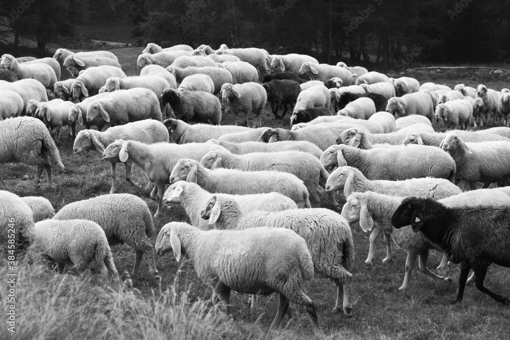 pecore gregge bianco e nero pecore gregge bianco e nero