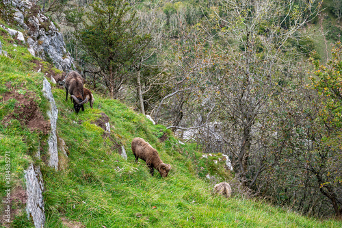 Soay sheep grazing on mountain grass
