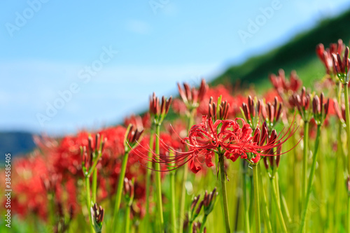 彼岸花（曼珠沙華）