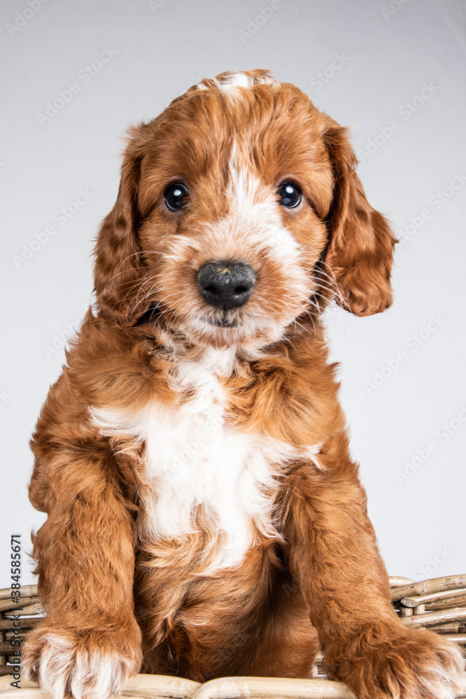 cute cockerpoo puppy portrait  on a white background