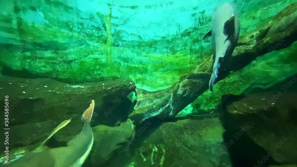 Image of South American fish swimming in an aquarium
Image of South American fish swimming in an aquarium