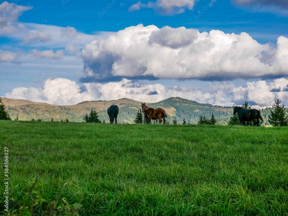 Obraz premium Grazing horses at the top of the mountain in the Carpathian mountains, vibrant blue sky with white clouds in the background.