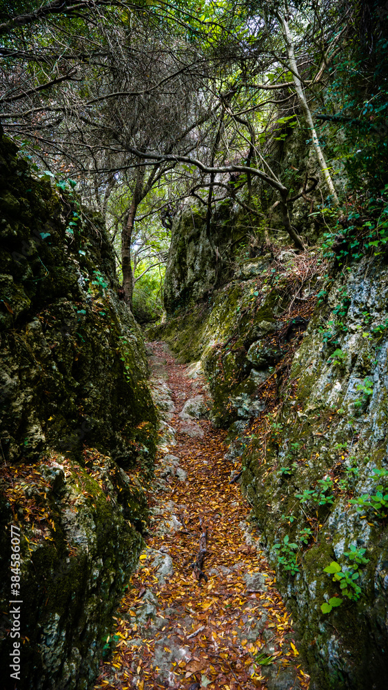 path in the forest path in the forest
