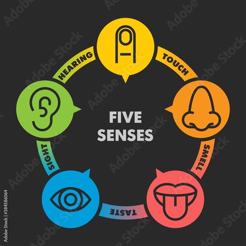 Sense organs flat vector icons. Taste, smell, touch, vision, hearing flat vector icons