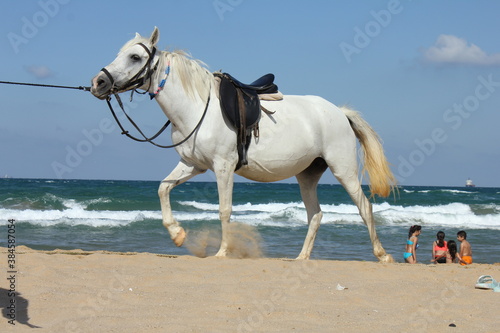 horse on the beach