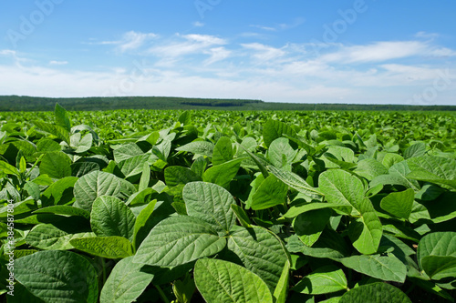 Green soybean field in sunny summer weather, forest and sky on background photo