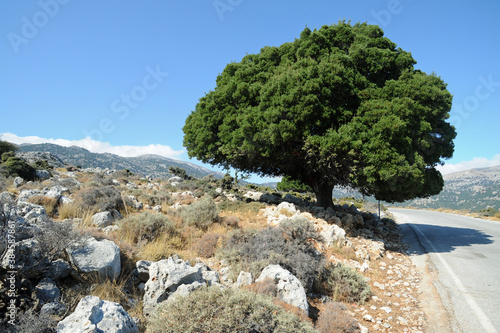 Chêne des garrigues (Quercus coccifera) au plateau de Katharo à Kritsa en Crète